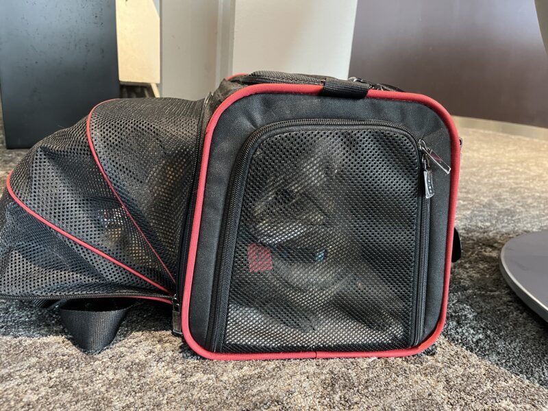 Flying cross-country with a cat on Air Canada