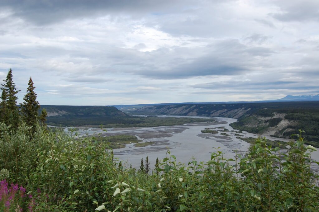 a braided river in the distance with fireweed in the foreground